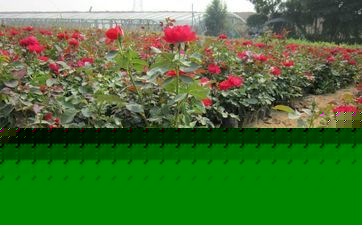 青州月季 苗圃直销打造绿化新选择