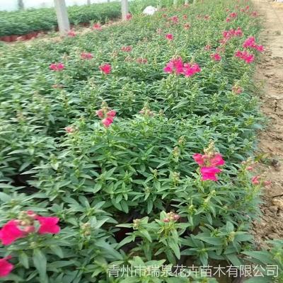 金鱼草 种植与养护指南