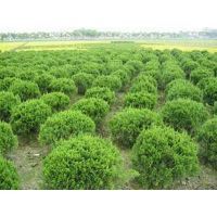 潍坊龙柏球种植基地 大量供应优质龙柏球树苗