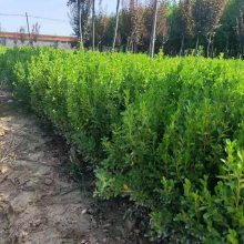 瓜子黄杨种植与幼苗养护指南——沭阳李老大花卉苗木中心专业分享