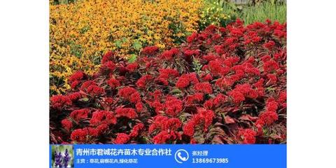 君诚花卉苗木 山西鸡冠花种植与选购指南