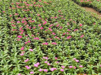 草花苗木批发基地——青州市彦明花卉苗木种植专业合作社