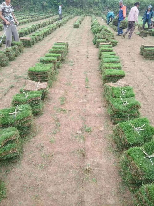 贺句容市后白镇丰华草坪花木种植基地入驻苗木通