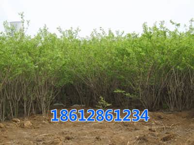 众鑫苗木种植基地徐浩 专注花卉苗木种植的个人实践