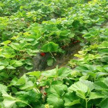 山东泰安明晶草莓苗与甜查理草莓苗 优质苗木基地直销