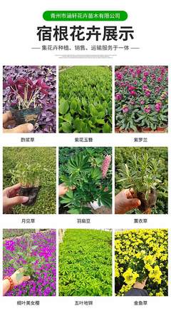 金叶佛甲草种植基地 打造绿化带与花海造景的优质苗木供应