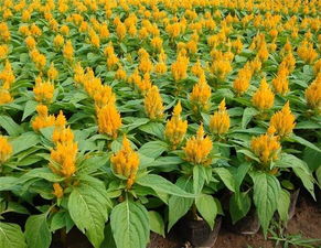 锦程草花种植基地 专业花卉苗木种植的典范