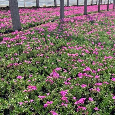 丛生福禄考小苗的种植与山东惠博花卉苗木基地的专业培育