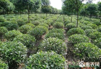 海桐球批发 优质苗木，每棵仅需35元