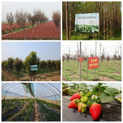 党建引领 四季比拼 龙城镇花卉苗木产业发展再提速,掀起高质量发展新热潮