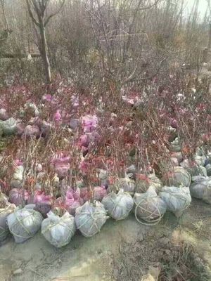 贵州毕节12公分刺槐价格及图片展示 种植花卉苗木指南